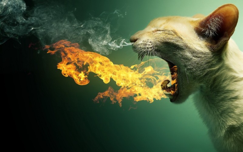 Создать мем: кошка огонь, фотошоп cs 5, кот