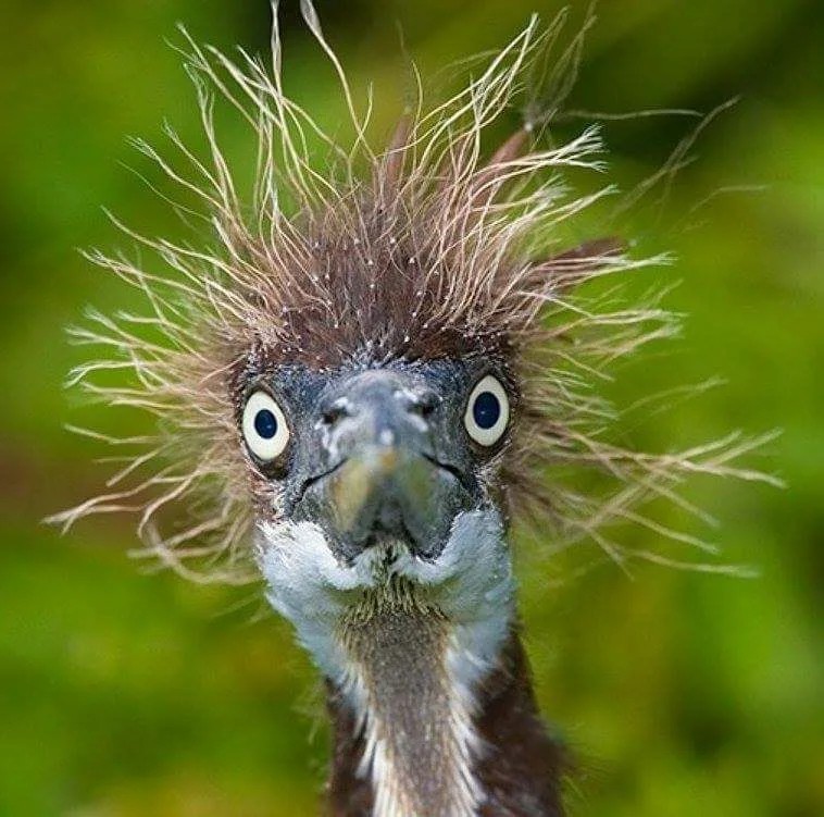 Create meme: the ostrich is funny, the funny muzzles, crazy bird
