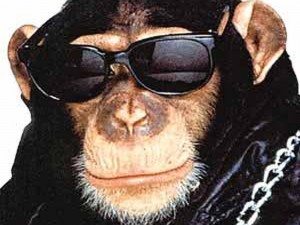 Создать мем: очки, смешные обезьяны, обезьяна роберт