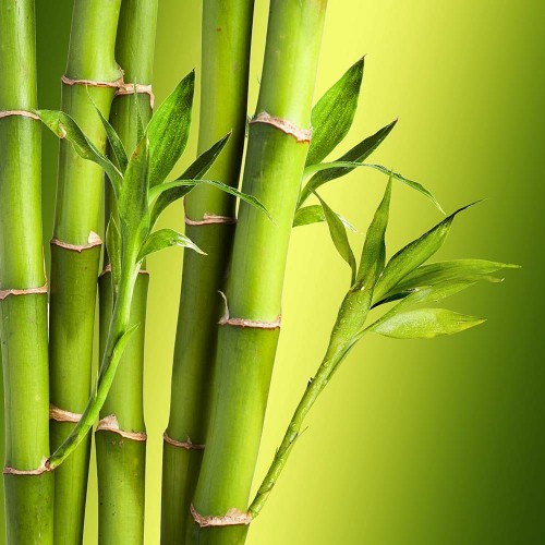 Создать мем: ветка бамбука, бамбук геншин, листья бамбука