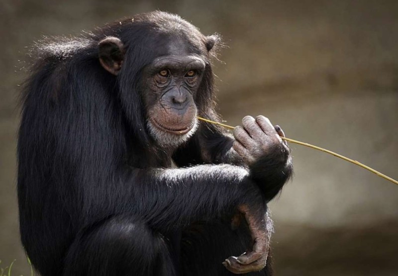 Создать мем: шимпанзе род, шимпанзе шеба, шимпанзе сара