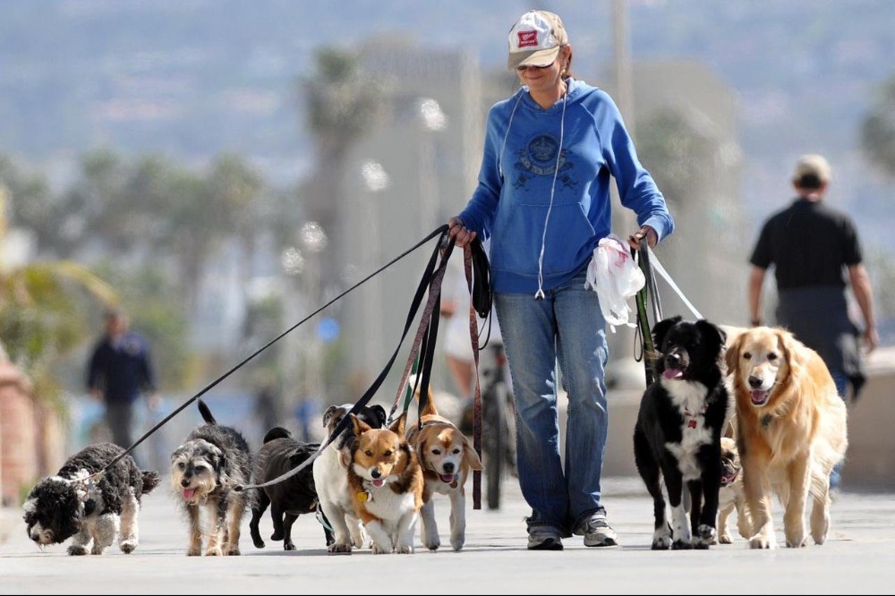 Создать мем: выгул домашних животных, dog walk, выгульщик собак