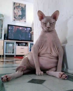 Create meme: sphynx, hairless cats, fat Sphynx cat