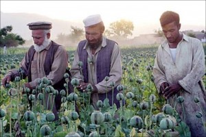 Create meme: Afghanistan, opium, opium poppy