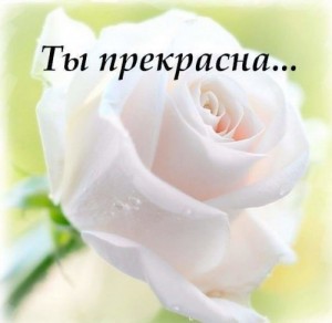 Create meme: beautiful white roses, delicate white roses, white rose pictures beautiful