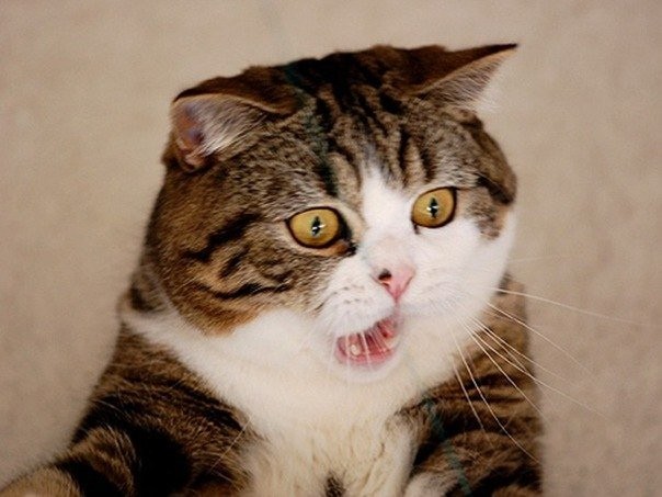 Create meme: the surprised cat , funny cats , a rabid cat 