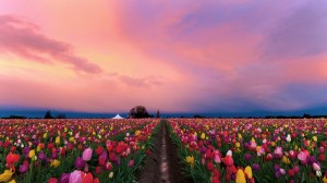 Создать мем: цветы, тюльпановое поле, тюльпаны нидерланды