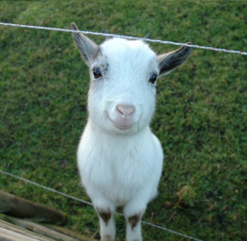 Create meme: baby goat, The bald goat, white goat