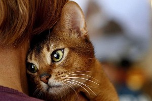 Создать мем: красивые кошки, абиссинская порода кошек, кот морда