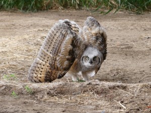 Создать мем: little owl, owl, виргинский филин great horned owl
