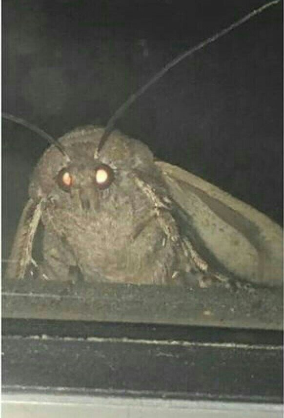 Create meme: moth meme, moth , moth lamp