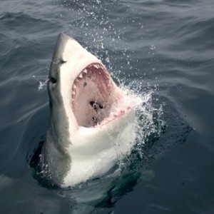 Create meme: white shark, shark attack, shark