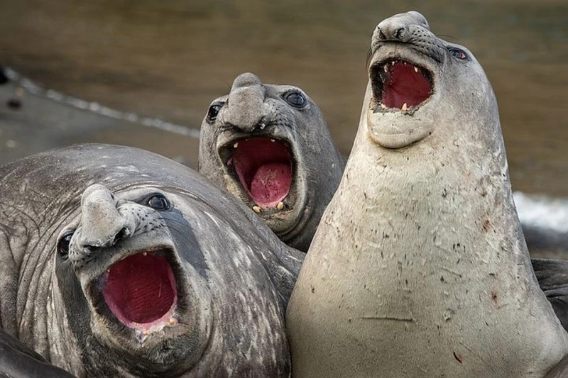 Create meme: rzhaka jokes, elephant seal, northern elephant seal zhdun
