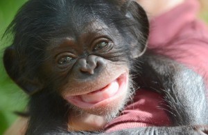 Create meme: funny monkey, the monkey is smiling, funny faces monkeys