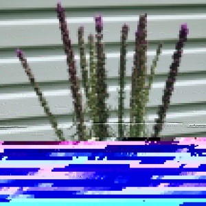 Создать мем: растительные бэкграунды вербена, lavender, лаванда для фотошопа