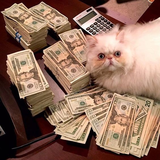 Create meme: rich cat, cash cat, money cat