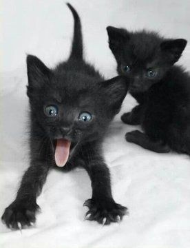 Создать мем: кошечка, черная кошечка, черный котик