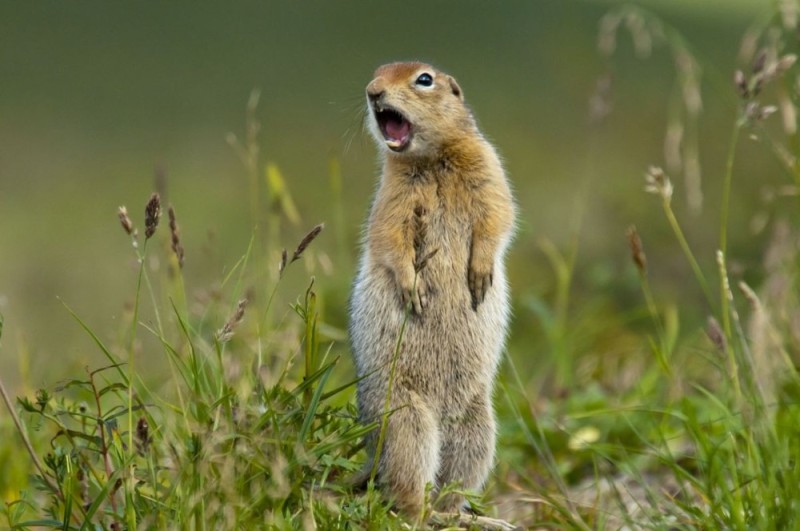 Create meme: Beringian ground squirrel, steppe gopher, gophers