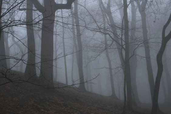 Create meme: fog forest, fog in the acacia forest, nature fog