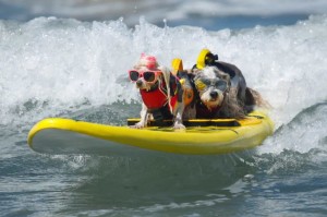 Создать мем: собака на серфе, кардан капитан собака серфингист, фестиваль “surf city surf dog”
