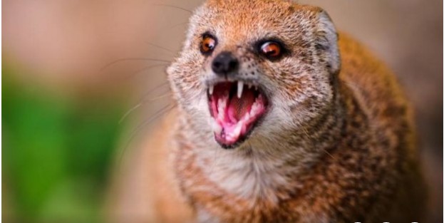 Create meme: mongoose , animal mongoose, the reaction of the mongoose 