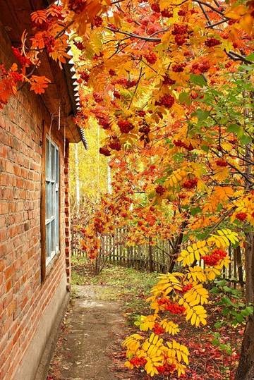 Create meme: mountain ash in autumn, autumn nature, autumn in the yard