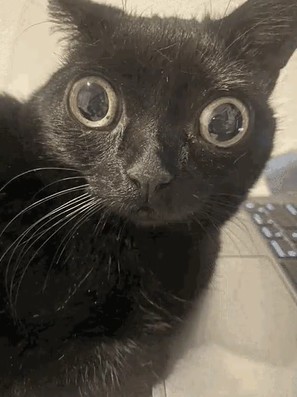 Create meme: animals cute, the surprised cat , cat 