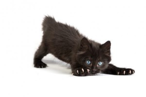 Create meme: black kitten
