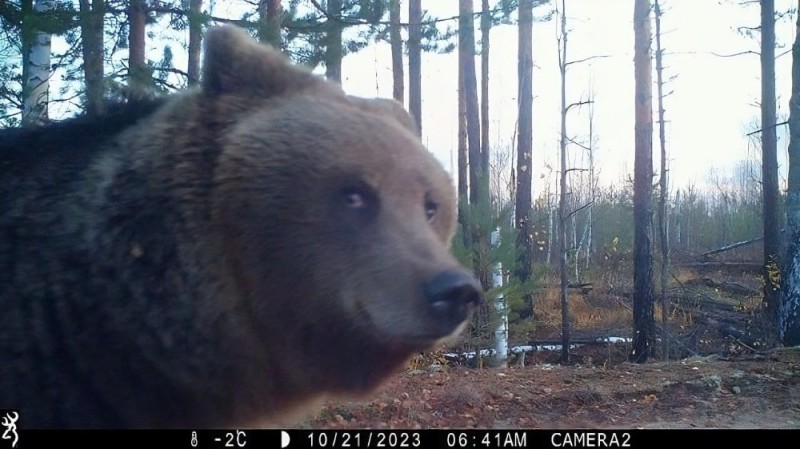 Create meme: bear , wild bear, brown bear 