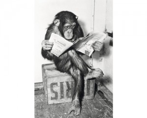 Создать мем: обезьяна с книгой, обезьяна, обезьянка с газетой
