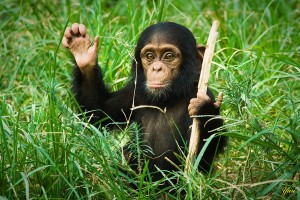 Создать мем: маленькая шимпанзе, обезьяна с палкой, детеныш шимпанзе