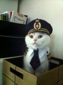 Создать мем: кот, cat, captain