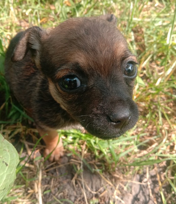 Create meme: toy terrier, mini Yorkshire Terrier, toy terrier puppies