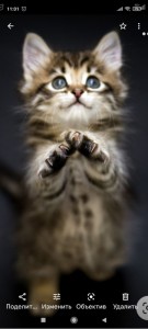 Create meme: cute kittens, cat Maine Coon, animals cats