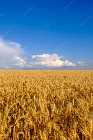 Create meme: Golden wheat, wheat field, wheat field