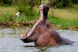 Create meme: Hippo, Hippo yawns, open mouth Hippo