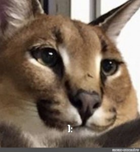 Создать мем: кошка каракал, гоша каракал, каракал мем
