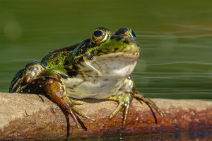 Создать мем: болотная лягушка, обыкновенная жаба, зеленая жаба