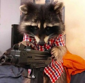 Create meme: raccoon wild, raccoon animal, enotice