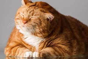 Create meme: the fat cat, thick red cat, fat cat