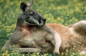 Create meme: Australian, kangaroo, Kangaroo