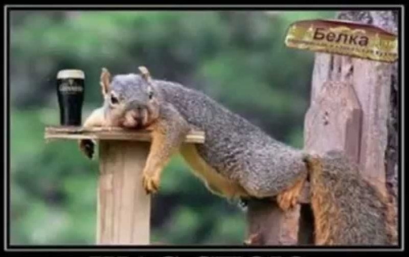 Create meme: lazy squirrel, funny squirrel, the squirrel is funny