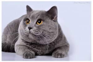 Создать мем: кошка морда, разные кошки, grey cat