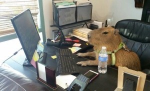 Создать мем: капибара и крыса, милая капибара, капибара в офисе