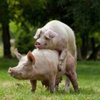 Create meme: little piggy, pig breed Landrace, pig