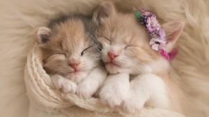 Create meme: kitty good night, delicate kittens, cute cats