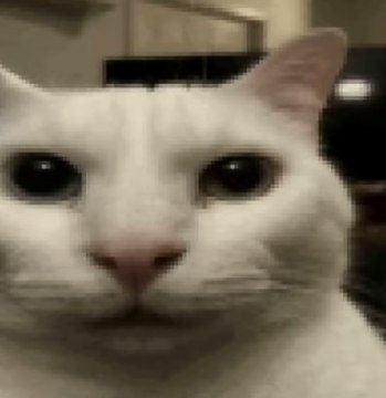 Create meme: memes with a white cat, meme cat , cat 