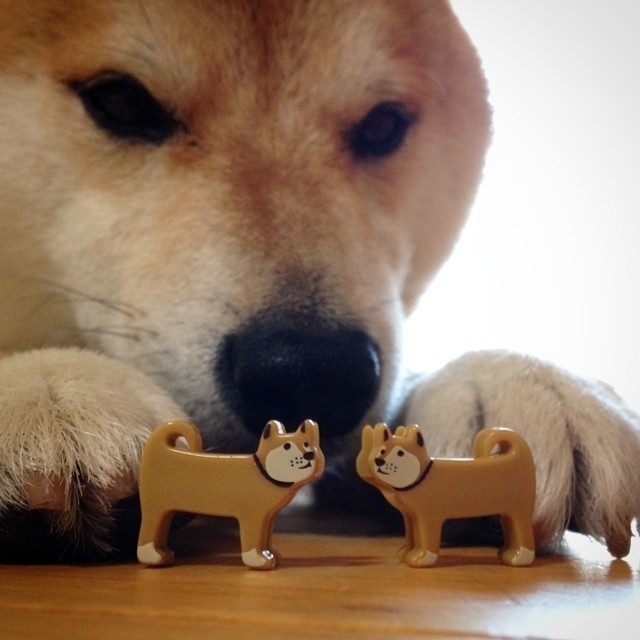 Create meme: dog Shiba inu, dog toy, dog bites
