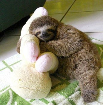 Create meme: three - toed sloth, dwarf three-toed sloth, animal sloth