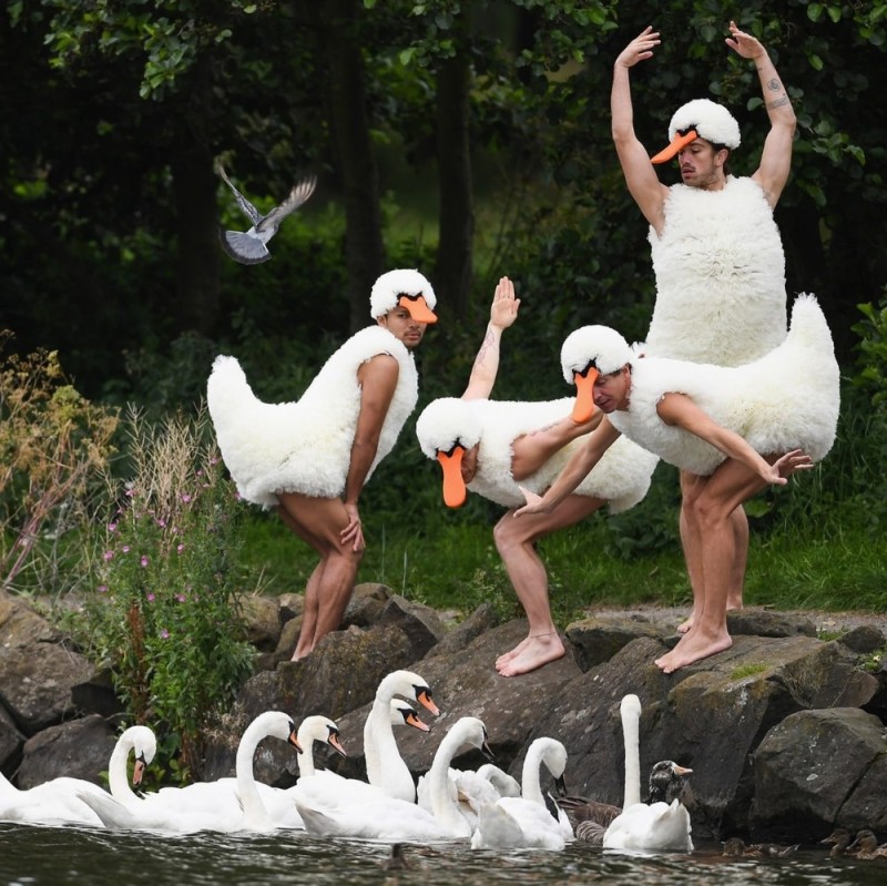 Создать мем: утка и гусь, гусь на свадьбу, курицы танец лебедей